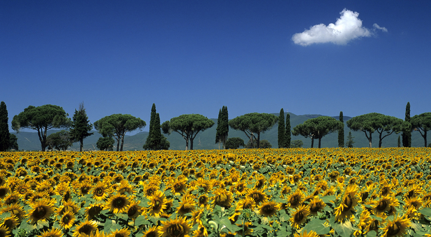 maremma